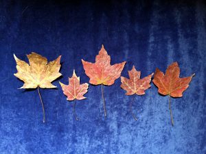 feuilles